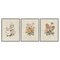 Stupell Industries Neutral Bouquet Studies 3pc Framed Giclee Set, design by Dan Meneely